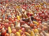 d666f53c-tikve 1.JPG